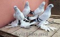 Куплю бойных голубей Турецкую и Сирийскую Таклу Турков 