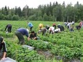Сбор клубники в Финляндии открытая вакансия