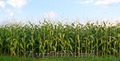 Семена кукурузы высокого качества. Лучшие цены в Приднестровье!