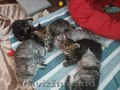 Cибирские котята