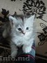 Cибирские котята