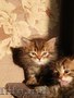 Cибирские котята