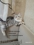 Cибирские котята