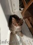 Cибирские котята