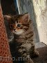 Cибирские котята
