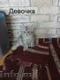 Cибирские котята