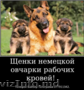 Наши немчурашки уже готовы перейти в ваш